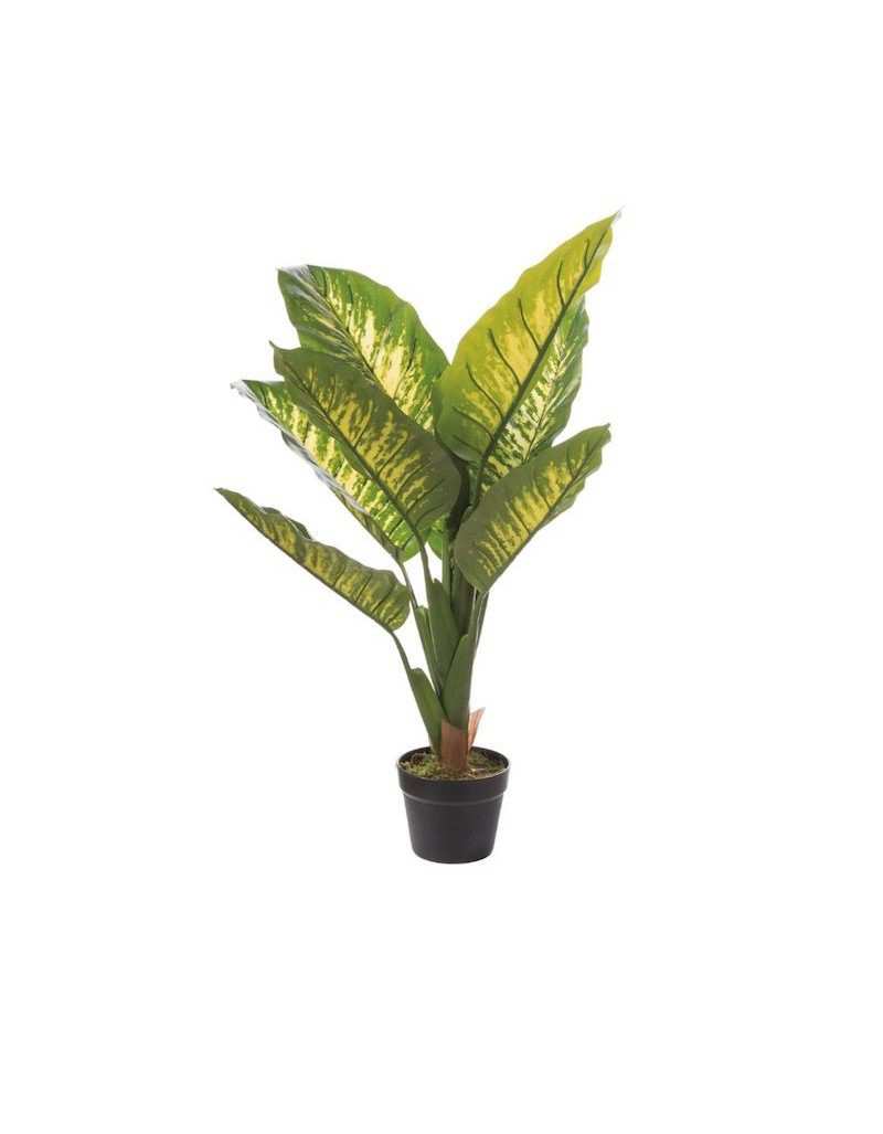 Dieffenbachia en Vase D15 h 90