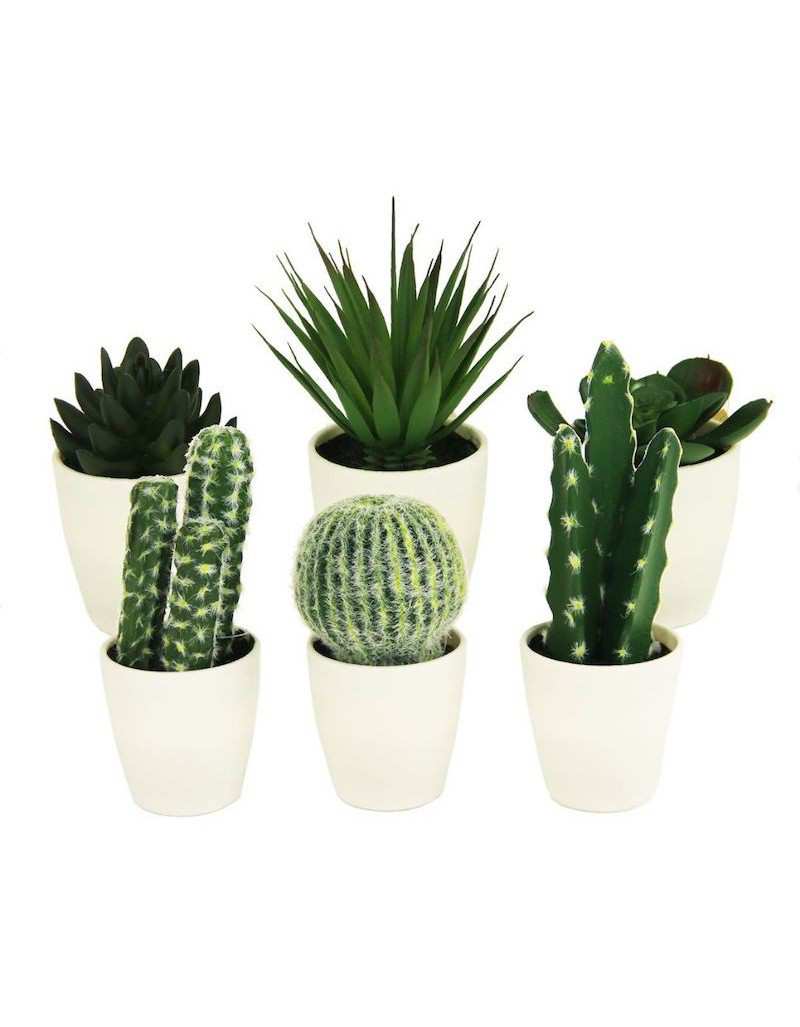 Cactus en pot blanc Cactus en pot blanc