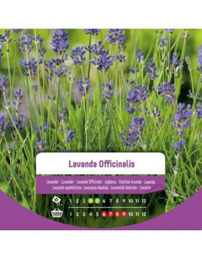 Sementes de lavanda...
