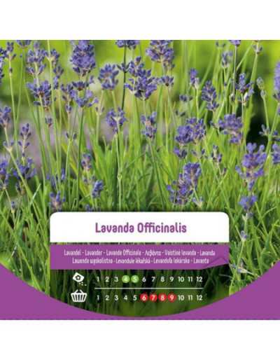 Sementes de lavanda...