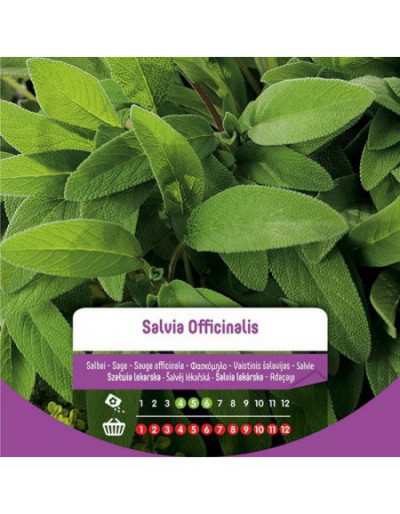 Nasiona Salvia Officinalis...
