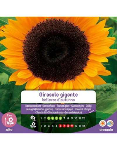 Semillas de girasol gigante...