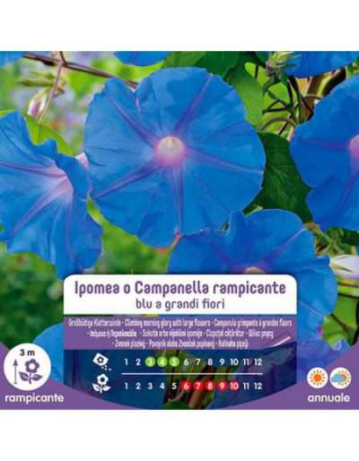 Semillas de Ipomea o...