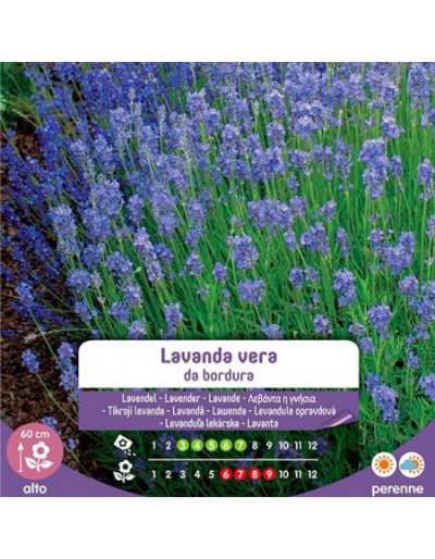 Semi di Lavanda Vera da...