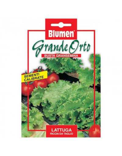 Curly Lettuce Seeds - Maxi