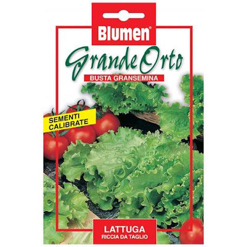 Semillas de lechuga rizada... Semillas de lechuga rizada...