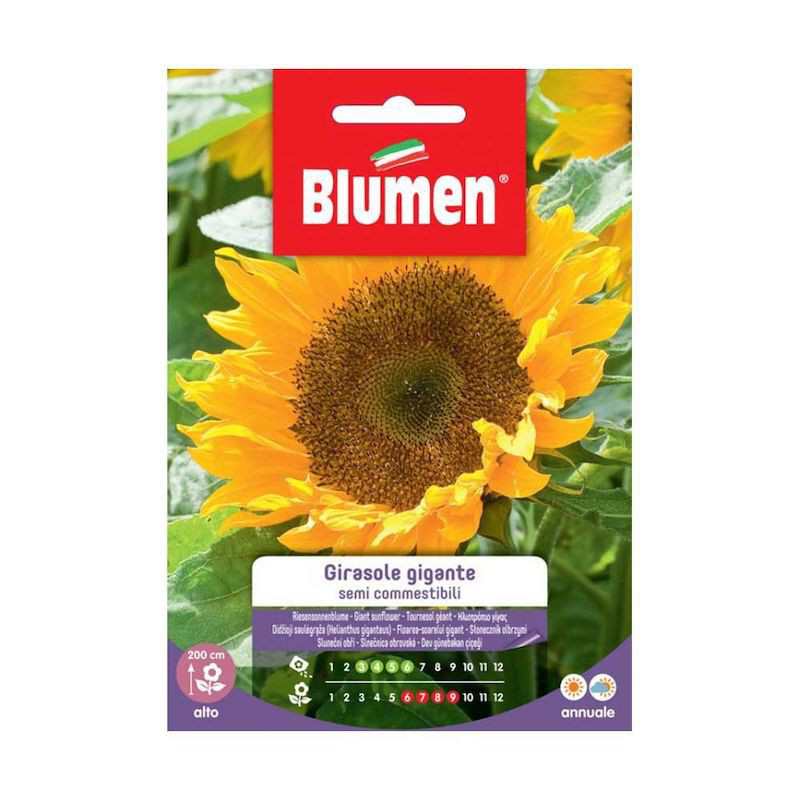 Semillas de girasol gigante... Semillas de girasol gigante...