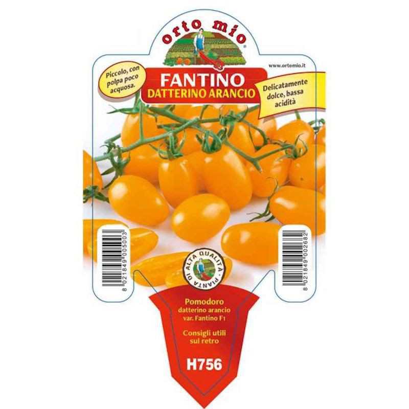 Plántula de tomate Fantino...