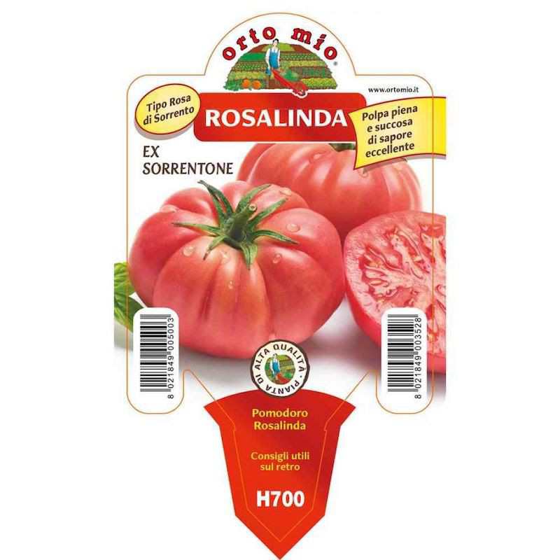 Plant de tomate Sorrentone...