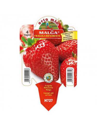 Planta de Fresa Malga...