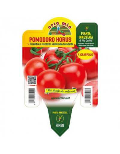 Planta de tomate injertada...