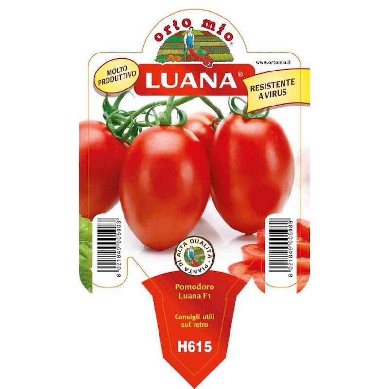 Luana oval tomatplanta i kruka