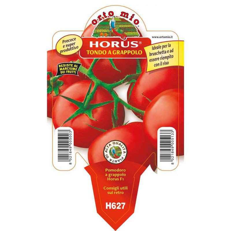 Runde Tomatenpflanze im Topf