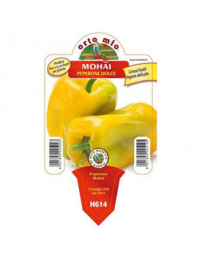 Gelbe Mohai-Pfefferpflanze...