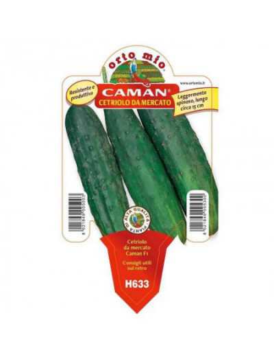 Concombre Plant Caman...