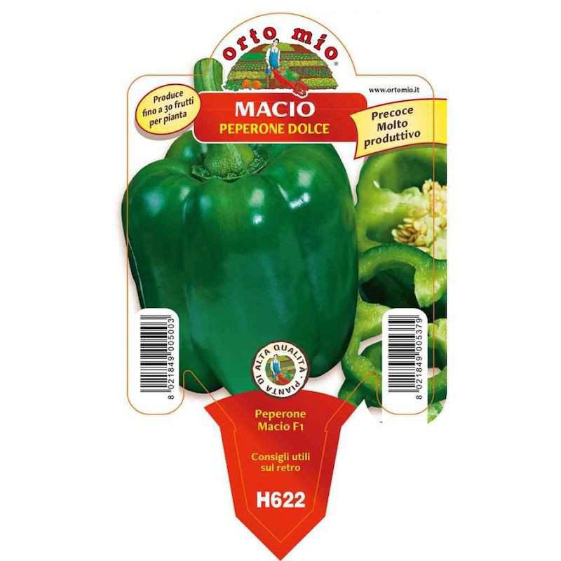 Grön Macio-pepparväxt i kruka