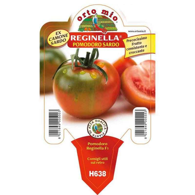 Planta de tomate Reginella...