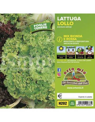 Lettuce plants Lollo Mix...