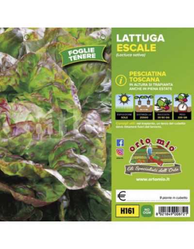 Laitue Plants 4 Saisons...