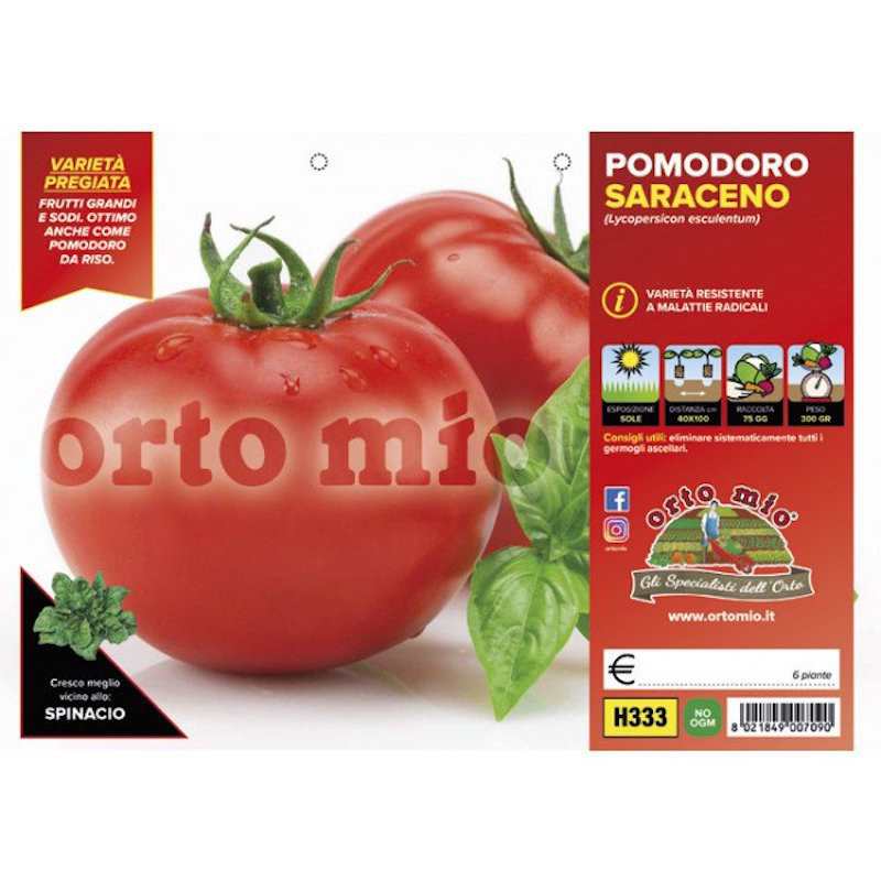 Plants de tomates Saraceno...