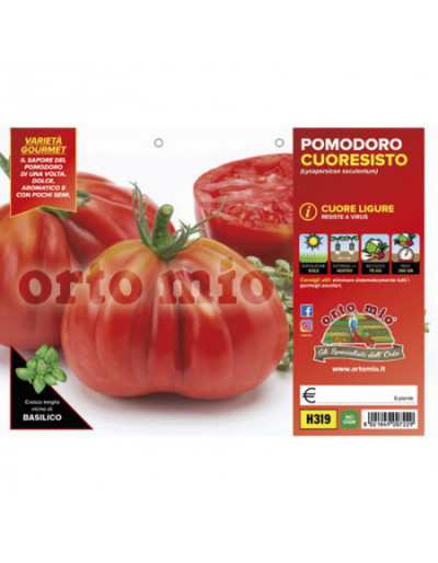 Tomatenpflanzen Cuore...