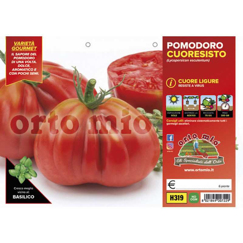 Tomatenpflanzen Cuore...