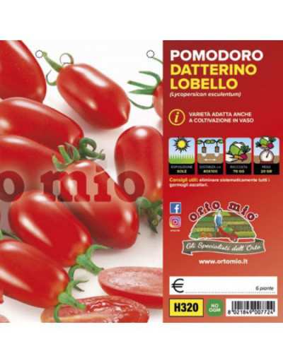 Plantas de tomate Lobello...