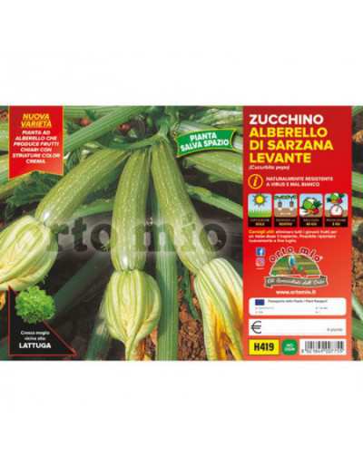 Plants de courgettes...