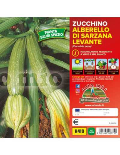 Zucchini Plants Alberello...