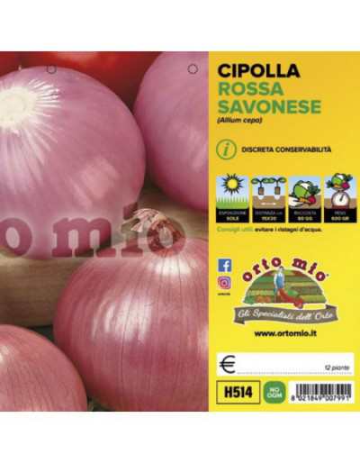 Savona Rose Onion Plants
