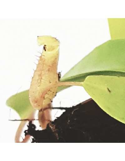 Nephentes Alata Carnivorous plant