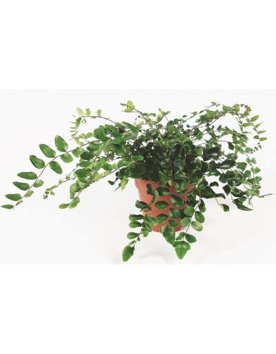 Pellaea Rotundifolia - Button Fern