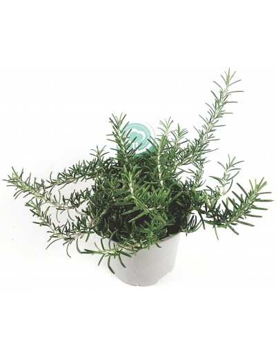 Prostrate Rosemary vase 14 GardenStuff