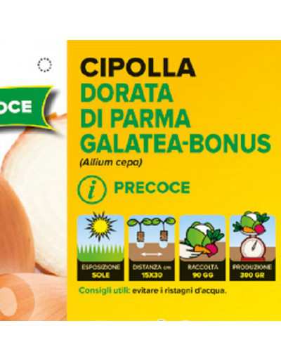 Cebolla dorada temprana de Parma Galatea
