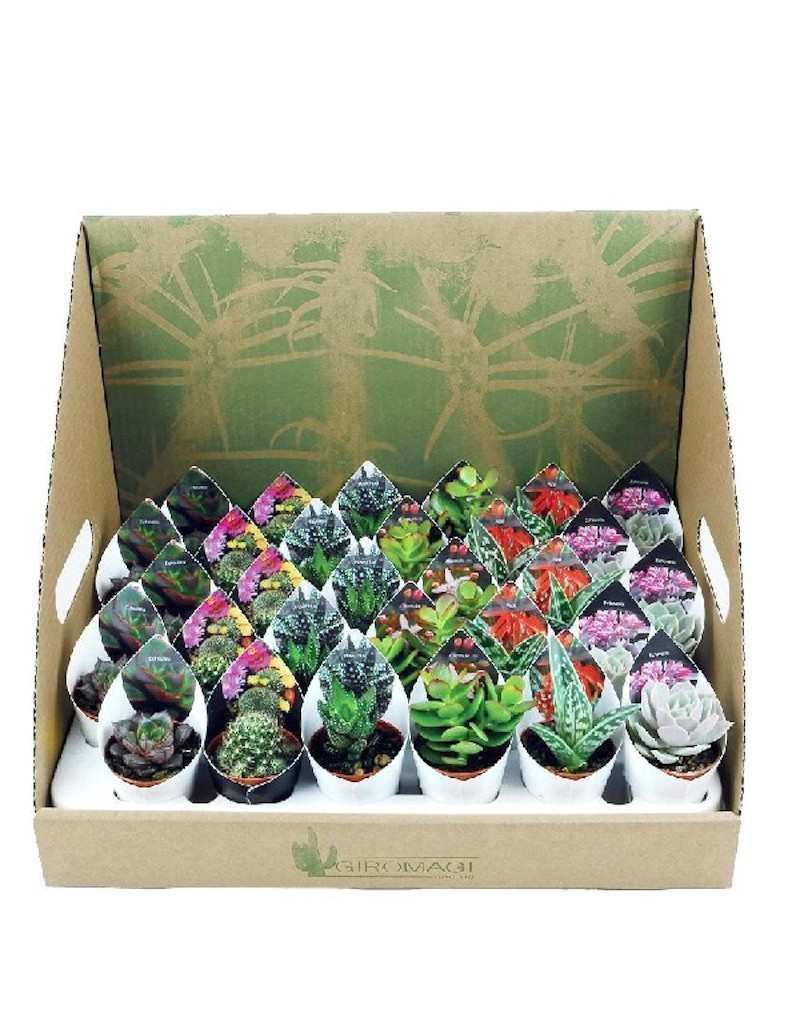 Mezcla Plantas Suculentas y... Mezcla Plantas Suculentas y...