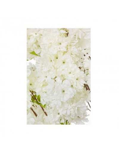 Albero Begonia Bianco H240 S