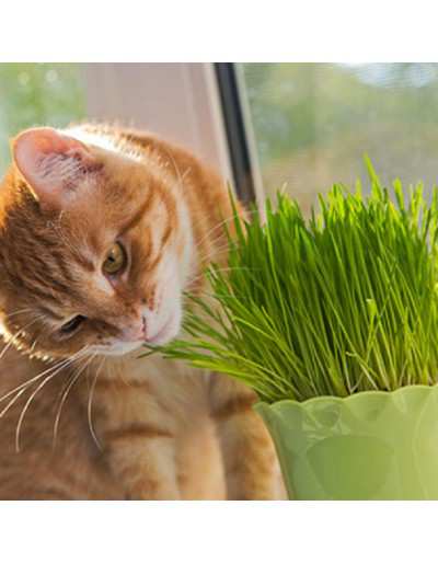 Hierba para gatos en macetas con fibras, sales minerales y vitaminas