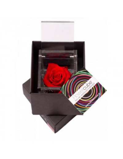 Mini Flowercube 4,5 x 4,5 Rote duftende stabilisierte Rose
