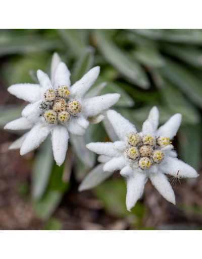 Samen im Umschlag Le Insolite - Edelweiss