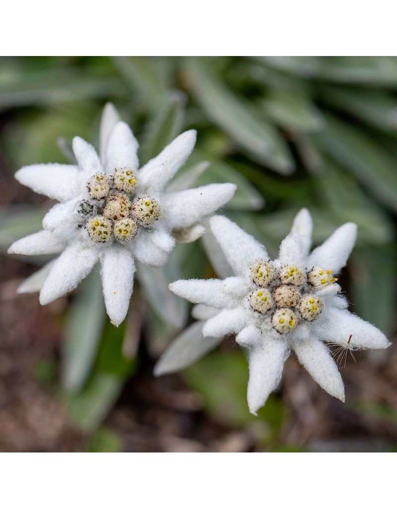 Semillas en sobre Le Insolite - Edelweiss Semillas en sobre Le Insolite - Edelweiss