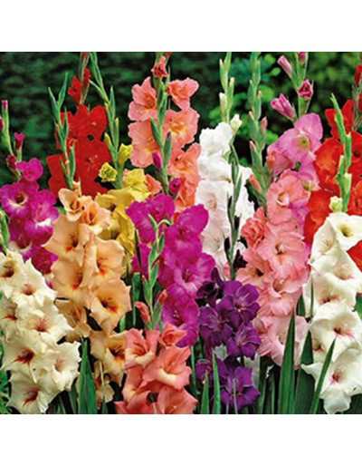 Gladiolus Mix Colors 50 żarówek