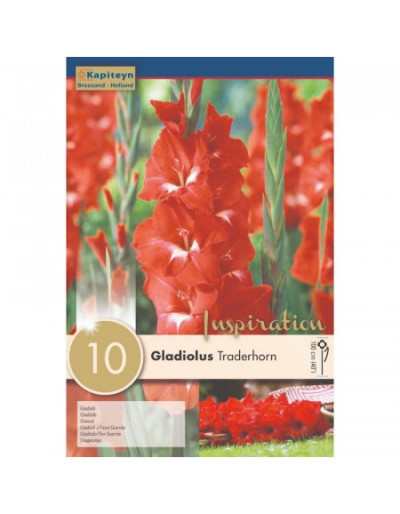 Bulbos de Gladioli Traderhorn