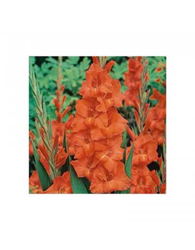 Bulbos de Gladioli Traderhorn