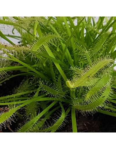 Drosera Planta carnívora Capens Alba