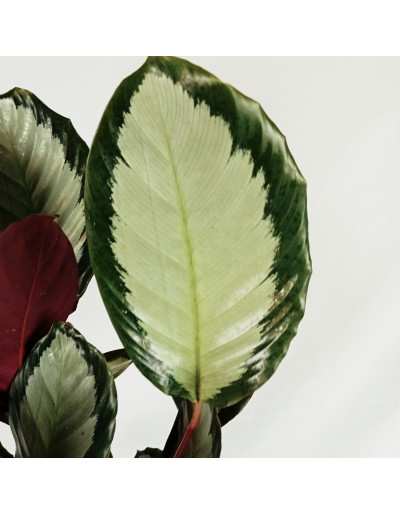 CALATHEA PICTURATA ARGENTEA hoja