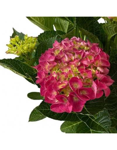 HORTENSIA EN POTS couleurs...