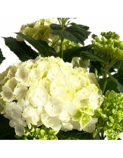 HORTENSIA EN POTS couleurs...