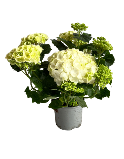 HORTENSIA EN POTS couleurs...