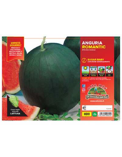 Watermelon plants RED STAR...