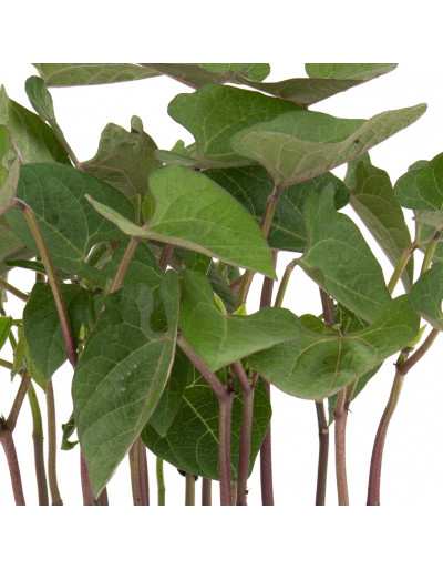 Lila Königinbohnenpflanze